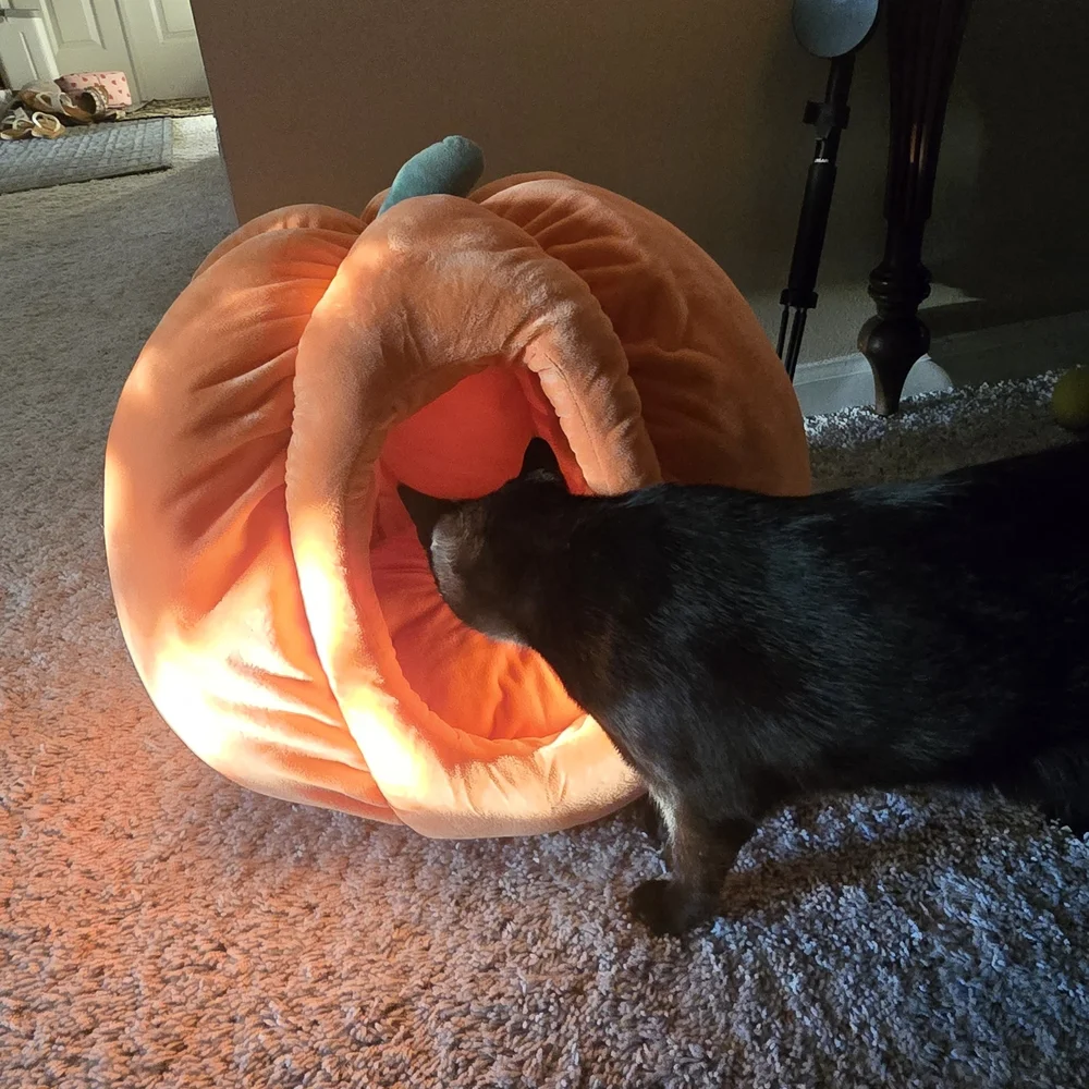 Cozy Pumpkin Pet Bed